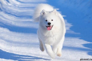 Samoyed laika pasme psov. Opis, funkcije, fotografije, nega in cena Samoyed laika pasme psov. Opis, funkcije, fotografije, nega in cena