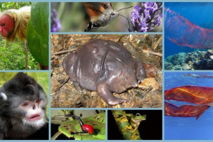 Najbolj nenavadne živali na svetu: eksotična favna v vsej svoji slavi