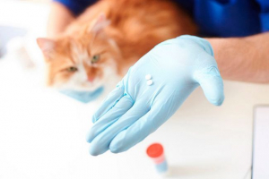 Serija za mačke - kaj je in za to, kar se uporablja? Serija za mačke - kaj je in za to, kar se uporablja?