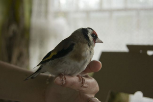 Goldfinch
