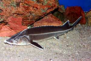 Schip: ribe z ostro orožje