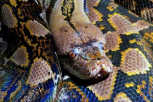 Swedish python recidivist pobegnil iz lastnika avtomobila