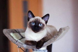 Siamese cat. Opis, značilnosti, vrste, značaj, nega in cena siame