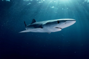 Modre živali: barvna favna neba