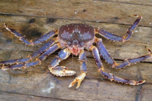Modra crab