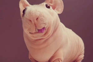 Skinny (morski prašiček)