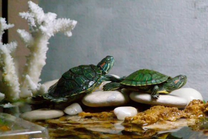 Vsebina in skrb za vodno želvo doma Vsebina in skrb za vodno želvo doma