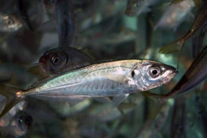 Studum chernomorskaya fish. 