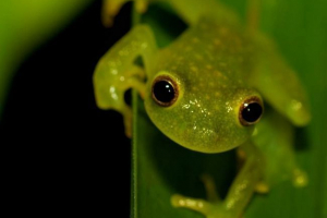 Steklene žabe: pogledi, fotografija, življenjski slog Steklene žabe: pogledi, fotografija, življenjski slog