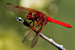 Dragonfly - žuželka z reaktivnimi sposobnostmi