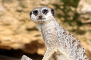 Meerkat