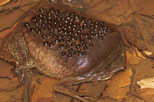 Surinam pipa zaba. Življenjski slog in habitat surinama pips