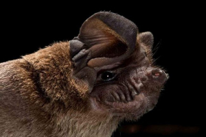 Swine bats - značilnosti življenja in vedenje noči