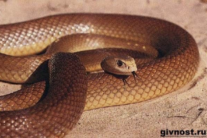 Tipan kača. Lifestyle in habitat snake tipansan