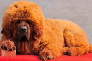 Tibetanski mastiff: značilnosti pasme, fotografija
