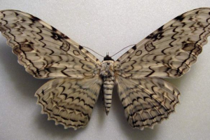 Tizania agripini - eden najbolj nenavadnih metuljev