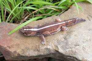 Tako je african gecko: fotografija