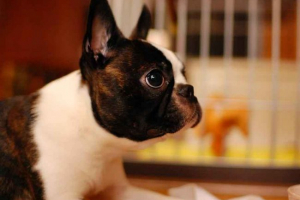 Top 10 pasem psov, primernih za apartmaje - majhna, srednja in velika