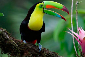 Toucan