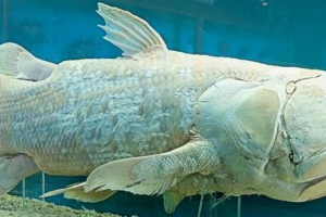 Znanstveniki: starodavni predniki latimeriy dihajo svetlobo