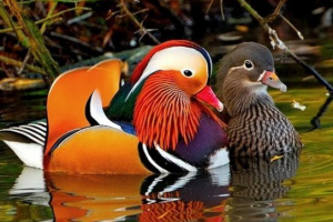 Duck mandariinpa