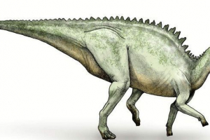 Rock-kožo zaurgof. Življenjski slog zeliščnega kuščarja Rock-kožo zaurgof. Življenjski slog zeliščnega kuščarja