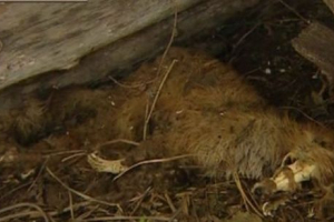 V bashkiria chupacabra vznemirjajo rustikalni prebivalci