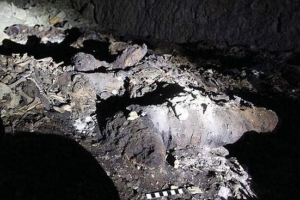 V egiptu so našli masovni pokop 8 milijonov psov