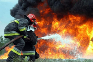 Desetine živali, ki so se požgale v irkutsku