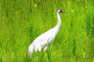 V kanadi je ameriški turist ubil redko ptico