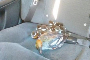 V kanadi je taksist taksijev leamed družino rac