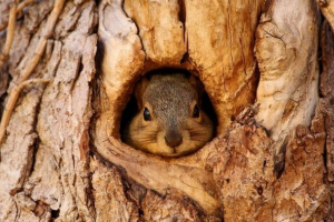 V regiji kirovograd so shranjene veverice