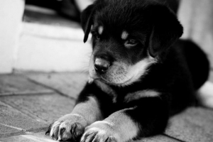 V regiji kirov je verska fanatika ubila psa