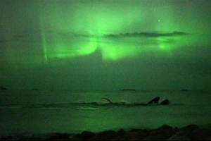 Na norveškem je snemal grbarjevo kitov ob ozadju severnih luči