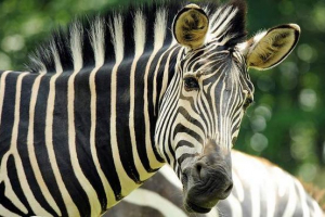 V enem od norveških živalskih vrtov pred obiskovalci, dež zebre