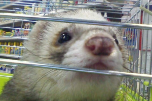 V st. Petersburgu pet store živali poplavljena vrele vode V st. Petersburgu pet store živali poplavljena vrele vode