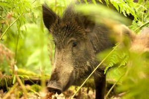 V regiji sverdlovsk, moose in boars poskrbi napade na lokalne kmete