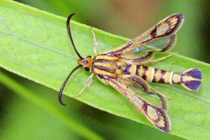 V rezervatu voronezh je bilo ugotovljeno novo vrsto metuljev