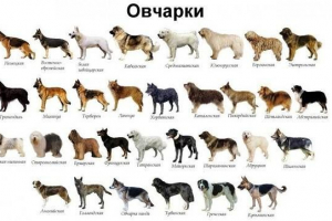 Vrste pastirja. Opis, značilnosti, imena in fotografije vrst pastirja