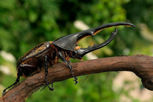 Vrste hroščev s fotografijami in imeni Vrste hroščev s fotografijami in imeni
