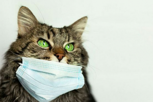 Virusni peritonitis pri mačkah - kakšni so simptomi?