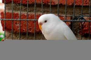 Videz belih valovitih papage in njihove vzreje