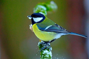 Videz in življenjski slog Videz in življenjski slog