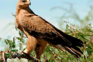 Videz, habitat in življenjski slog steppega eagle