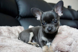 Videz mini chihuahua, fotografije mladičkov