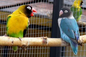 Videz, vedenje in črpalke