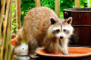 Videz, vedenje, reprodukcija in vsebina rakunov