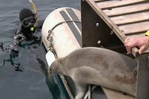 V vladivostok, tri pečat najdemo svobodo