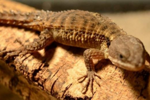 Vzhodnoafriški pas - bodeča kuščar