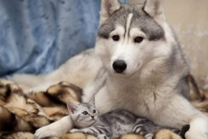 Ali bodo mačke vedno pristale na vseh štirih tacah?